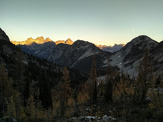 alpen glow larch