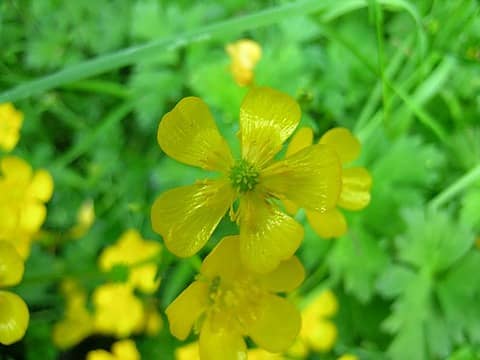 Buttercups