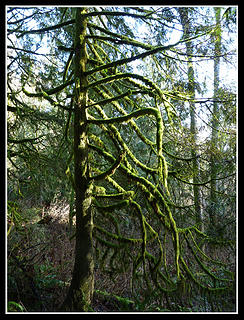 Mossy Tree