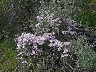 Phlox and sagebrush sharing the same space