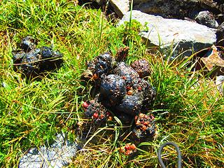 more bear poo