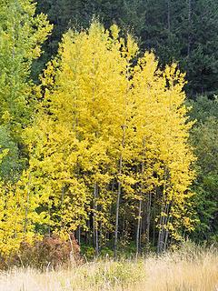 Aspens near the mouth of the meadow.