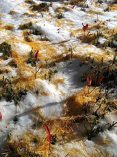 Larch Needle Art 1