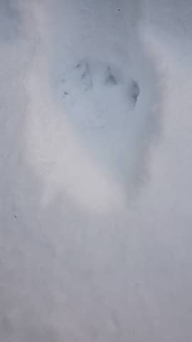Fresh wolf tracks. Hours old