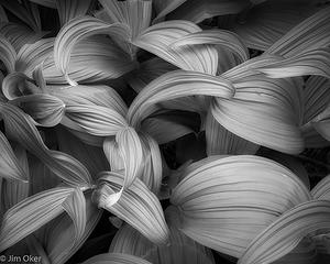 Veratrum viride BW (1 of 1)