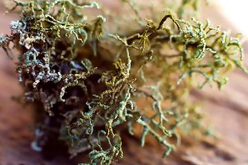 Lichen