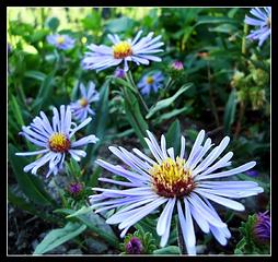 Purple Aster