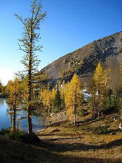 one tall larch