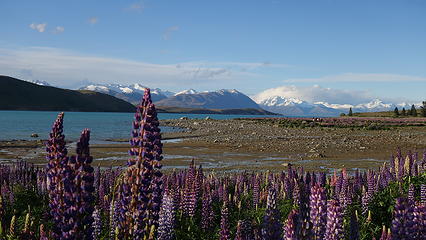 Lupines indicate springtime in New Zealand!