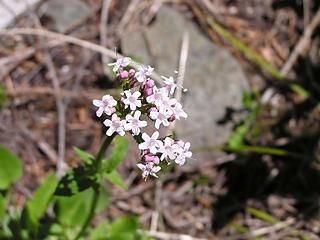 Almost looks like a Western Saxifrage - but that's probably wrong