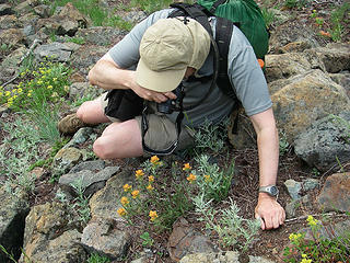 A hiker photographs paintbrush on Beverly Turnpike trail