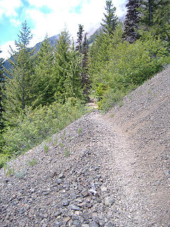 Looking up trail
