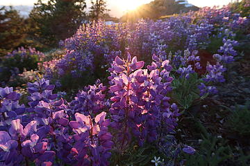 10. Lupine in evening light