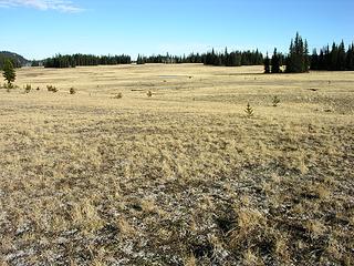 More miles and miles of golden moss