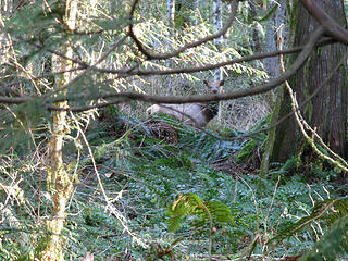 A Very Large Elk Watching Us...