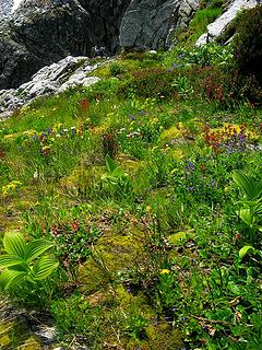 Brilliant green flower garden as the ledge bends into the gully
