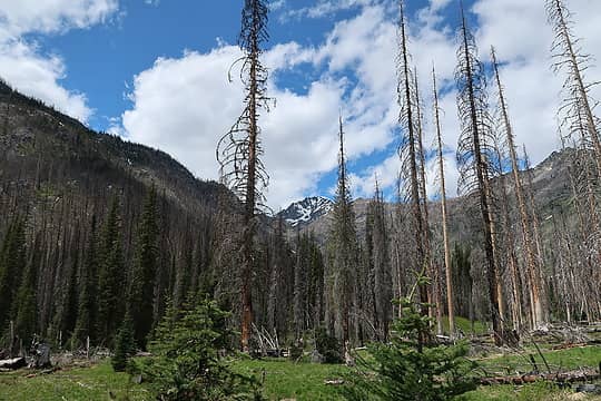 looking back at Buckskin