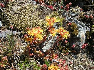 Oregon Stonecrop