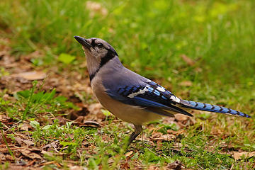 Blue Jay