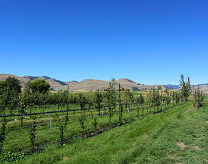 Methow Valley Ciderhouse apple orchard