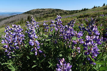 Lupine