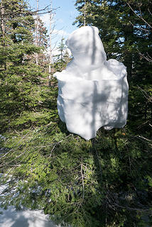Snow creature nesting in a small tree
