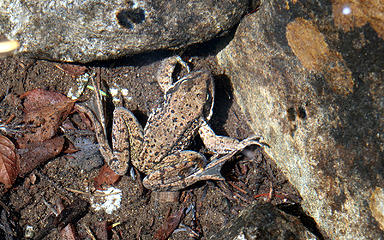 Frog, taking a Bath