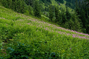 Beginning of Meadow