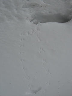 Animal tracks, Blue Mountain 1/15/17