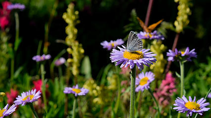 August - Butterfly and Asters in Mt Rainier National Park