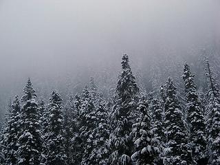 Forest disappearing upward into the fog