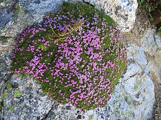 high mountain vegetation