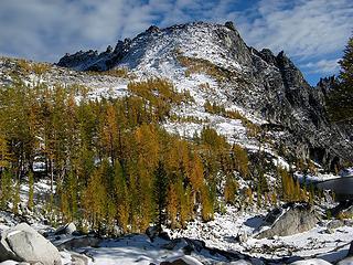 Larches marching back up McClellan