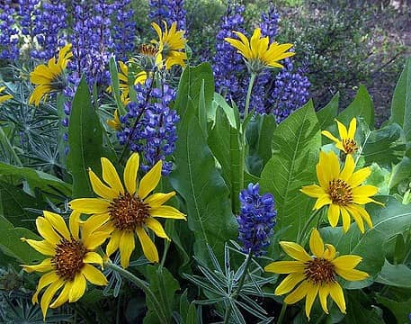 Blue-Lupine-Balsam-Field-Ho