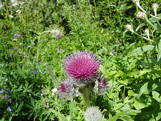 Thistle on Glacier Basin trail.