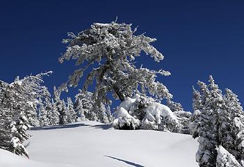 Another view of my favorite snowy tree along the way