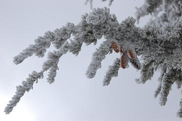Frosted trees on summit
