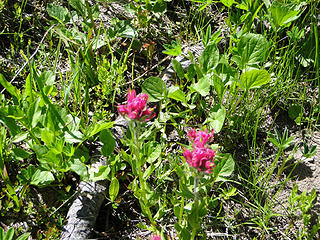 Paintbrush on trail to upper Crystal Lake.