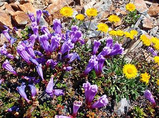 Summit Flowers