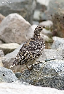 White tailed ptarmigan - mama