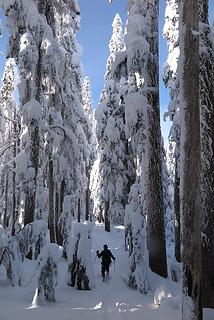 Hiking back down through the tall trees