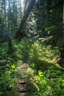 Average condition of unmaintained upper Suiattle trail between Vista and Dusty Creeks.  Surprising shape considering it has not been maintained for at least 15 years....if not more.