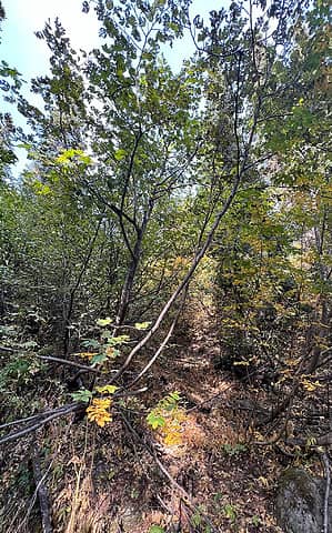 Sample of the tunnel through the brush