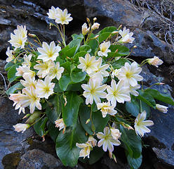 Tweedys Lewisia, Chiwaukum Creek 5/11/18