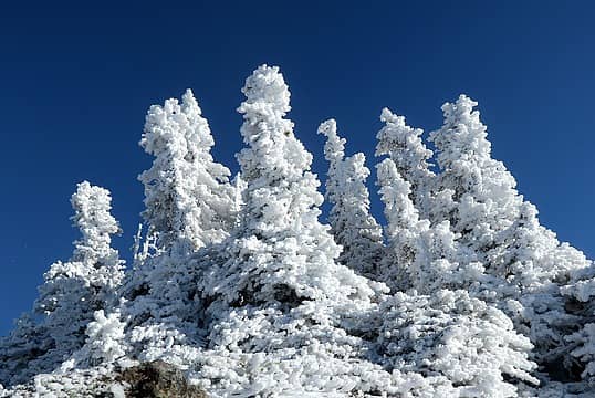 Snow-flocked trees.