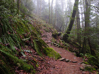 Chirico trail 3 Tiger Mtn Summits, From chirico, through Poo top, 01/22/11