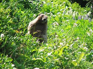 Friendly marmot on Liberty Cap