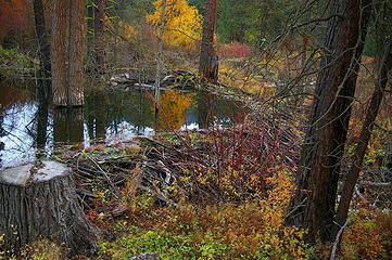 Beaver pond and dam, Liberty