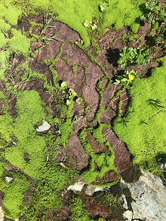 Crazy beautiful moss formation