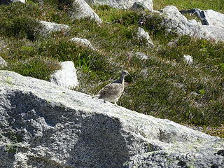 Ptarmigan